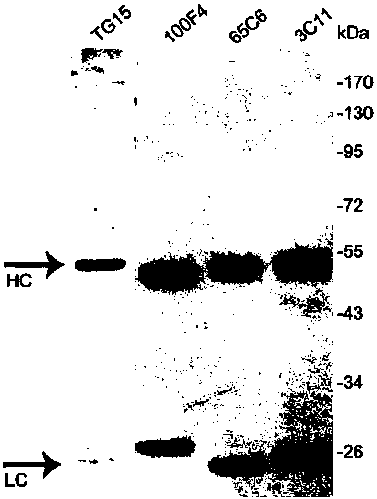 Neutralization molecule of high-pathogenicity avian influenza and preparation method thereof