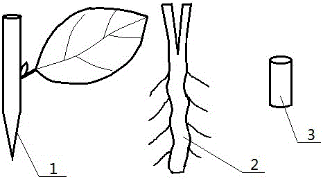 Oil tea bud-stock cleft grafting biological protective breeding sleeve