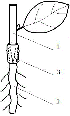 Oil tea bud-stock cleft grafting biological protective breeding sleeve