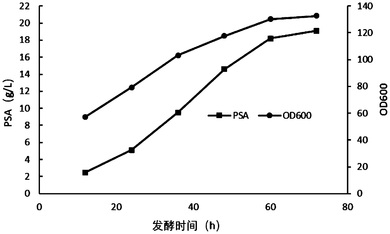 Method for promoting Escherichia coli fermentation to produce polysialic acid