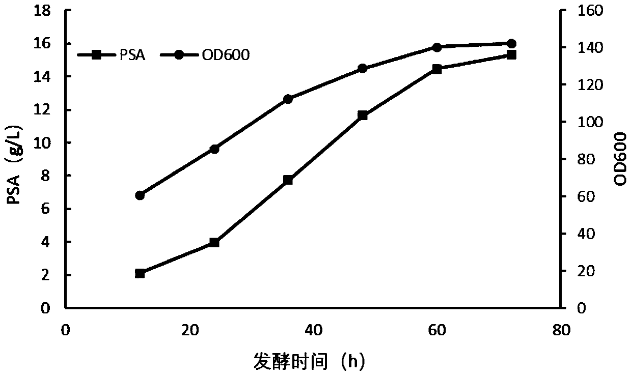 Method for promoting Escherichia coli fermentation to produce polysialic acid