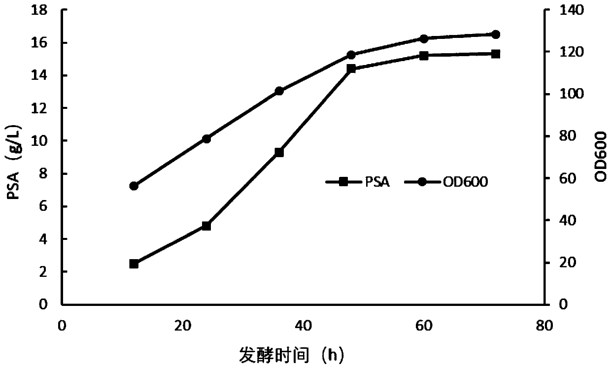 Method for promoting Escherichia coli fermentation to produce polysialic acid