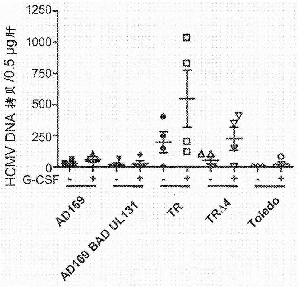 Human cytomegalovirus containing foreign antigen