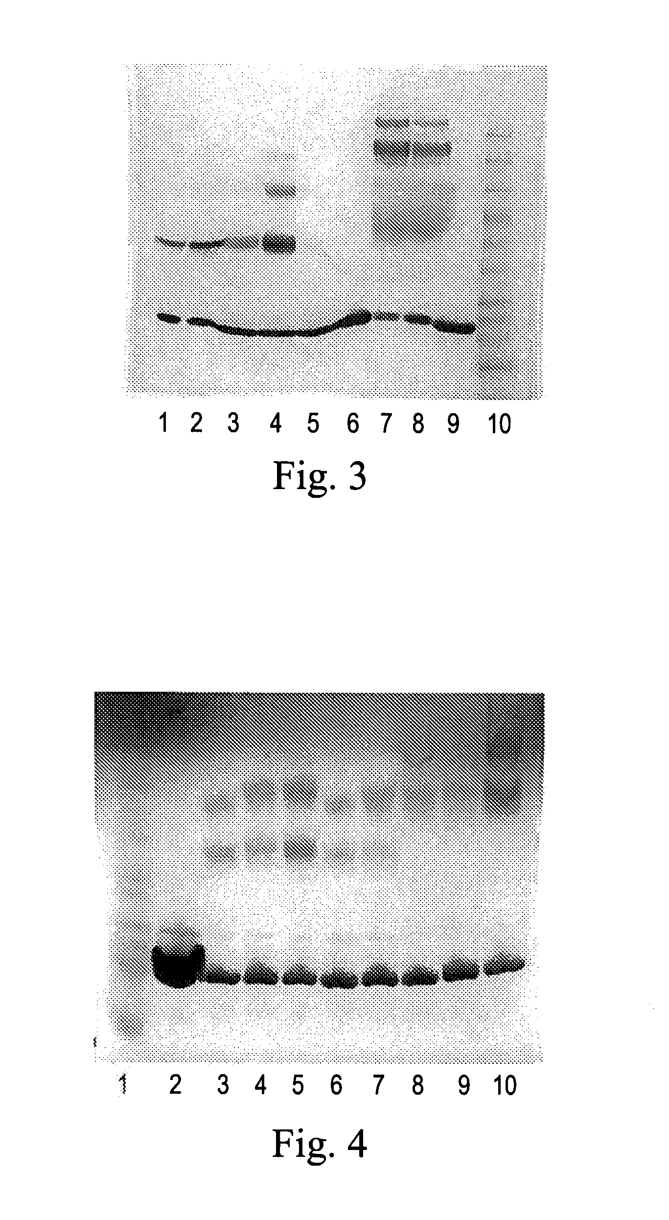 Polymeric Alpha-Hydroxy Aldehyde and Ketone Reagents and Conjugation Method