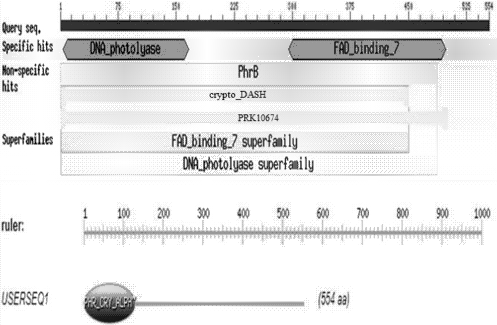 Method, primer and kit for detecting blue light phototaxis of aphids