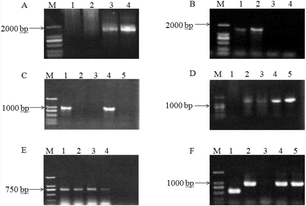 Method, primer and kit for detecting blue light phototaxis of aphids