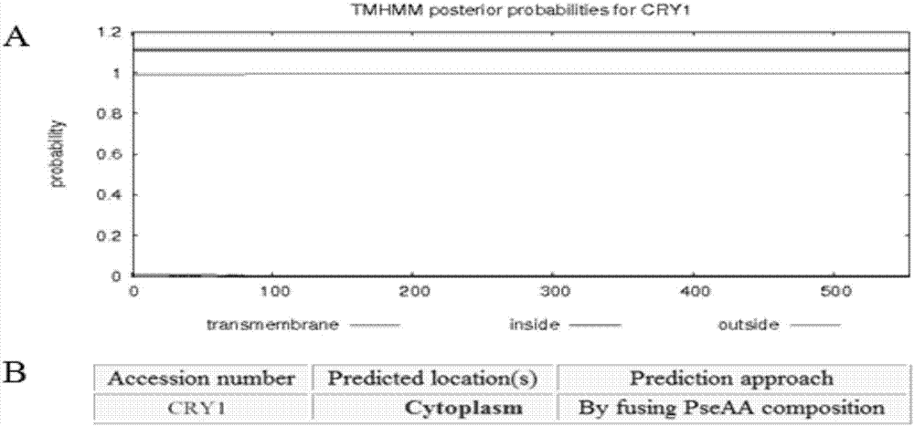 Method, primer and kit for detecting blue light phototaxis of aphids