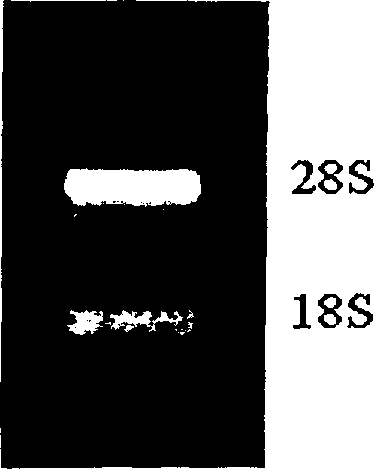 Gene sequence of directivity and differentiation factor 1 fat cell of pigs