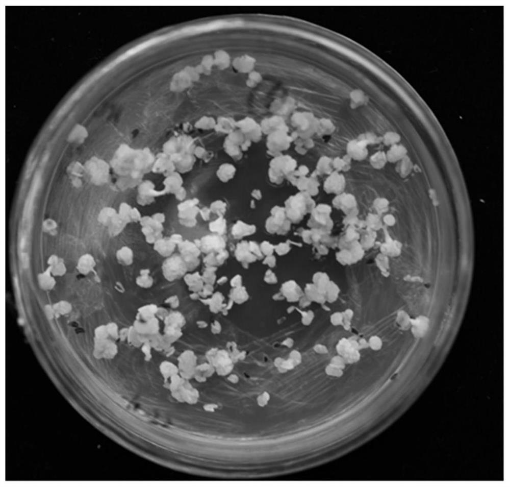 A method for in vitro culture of Zhejiang Red Camellia anthers to obtain regenerated plants