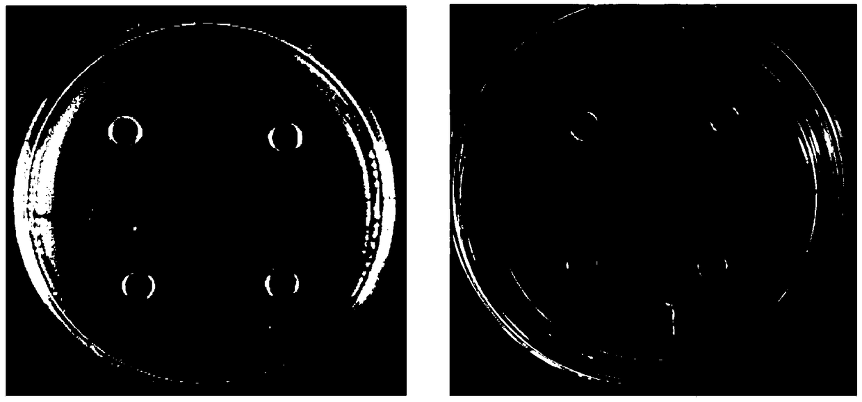 Bacillus subtilis and application thereof in microbial agent and pork pig feed