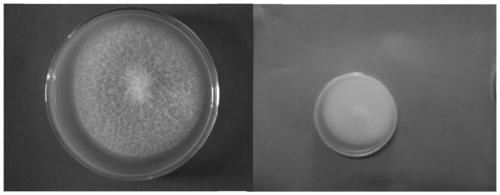 A strain of Fusarium solani and its application in Dendrobium candidum against root rot