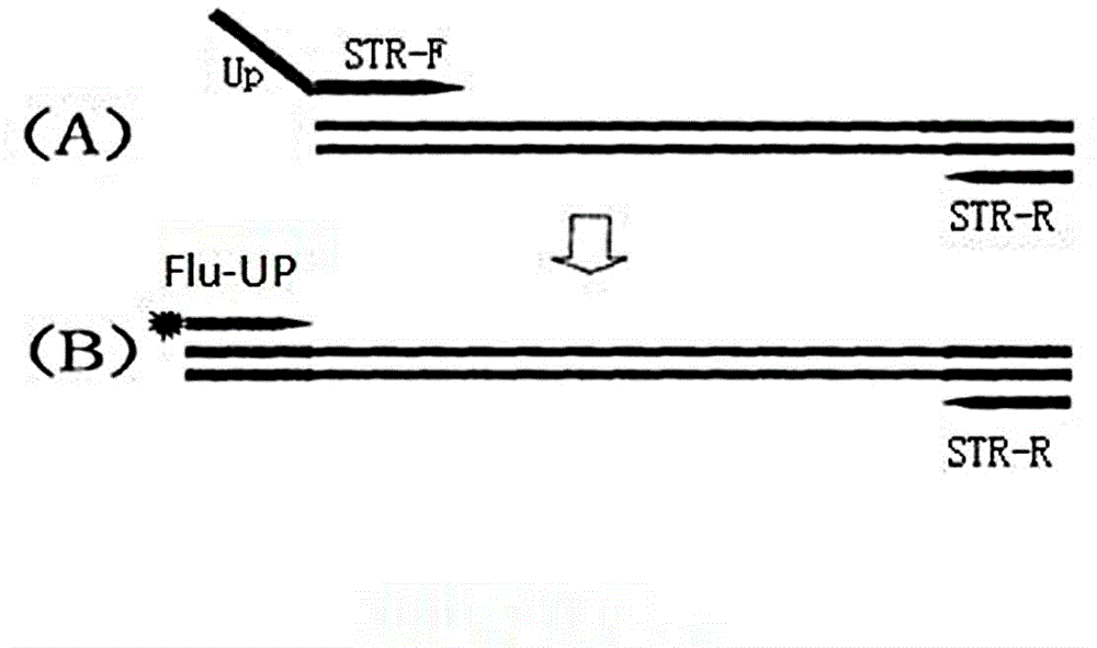 Micro-satellite instability multi-detection system and kit