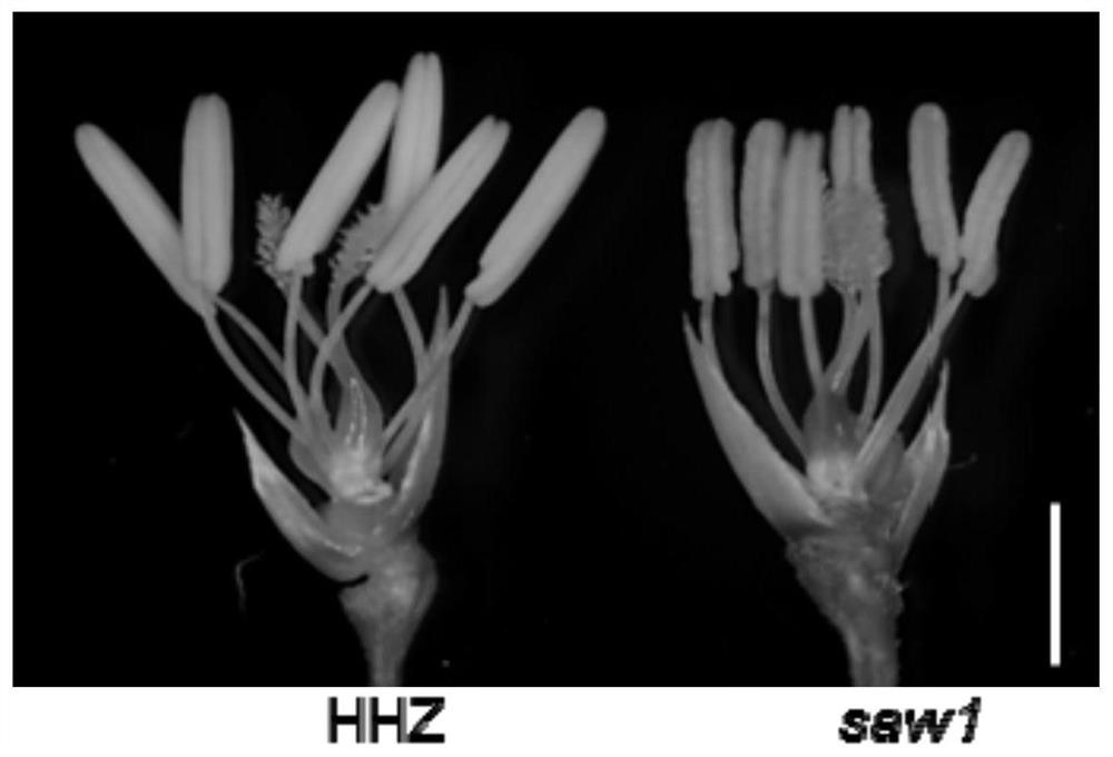 A kind of rice fertility gene saw1 and its application