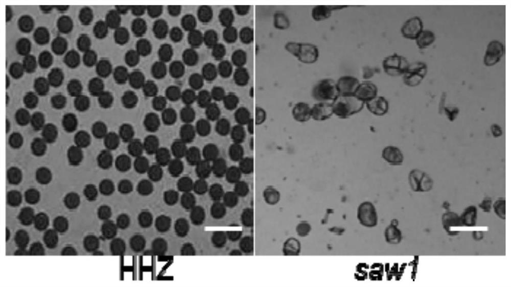 A kind of rice fertility gene saw1 and its application