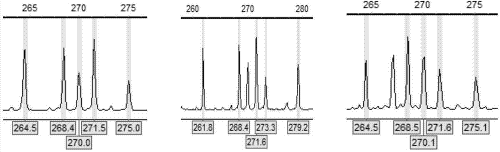 SSR fluorescence labeling primer for paternity test of Chinese sturgeon and application