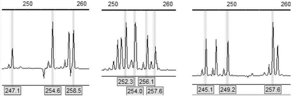 SSR fluorescence labeling primer for paternity test of Chinese sturgeon and application