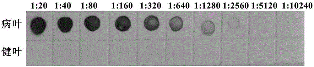 Hybridoma cell strain secreting monoclonal antibody resistant to tomato black ring nepovirus and application of monoclonal antibody of hybridoma cell strain