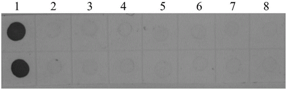 Hybridoma cell strain secreting monoclonal antibody resistant to tomato black ring nepovirus and application of monoclonal antibody of hybridoma cell strain