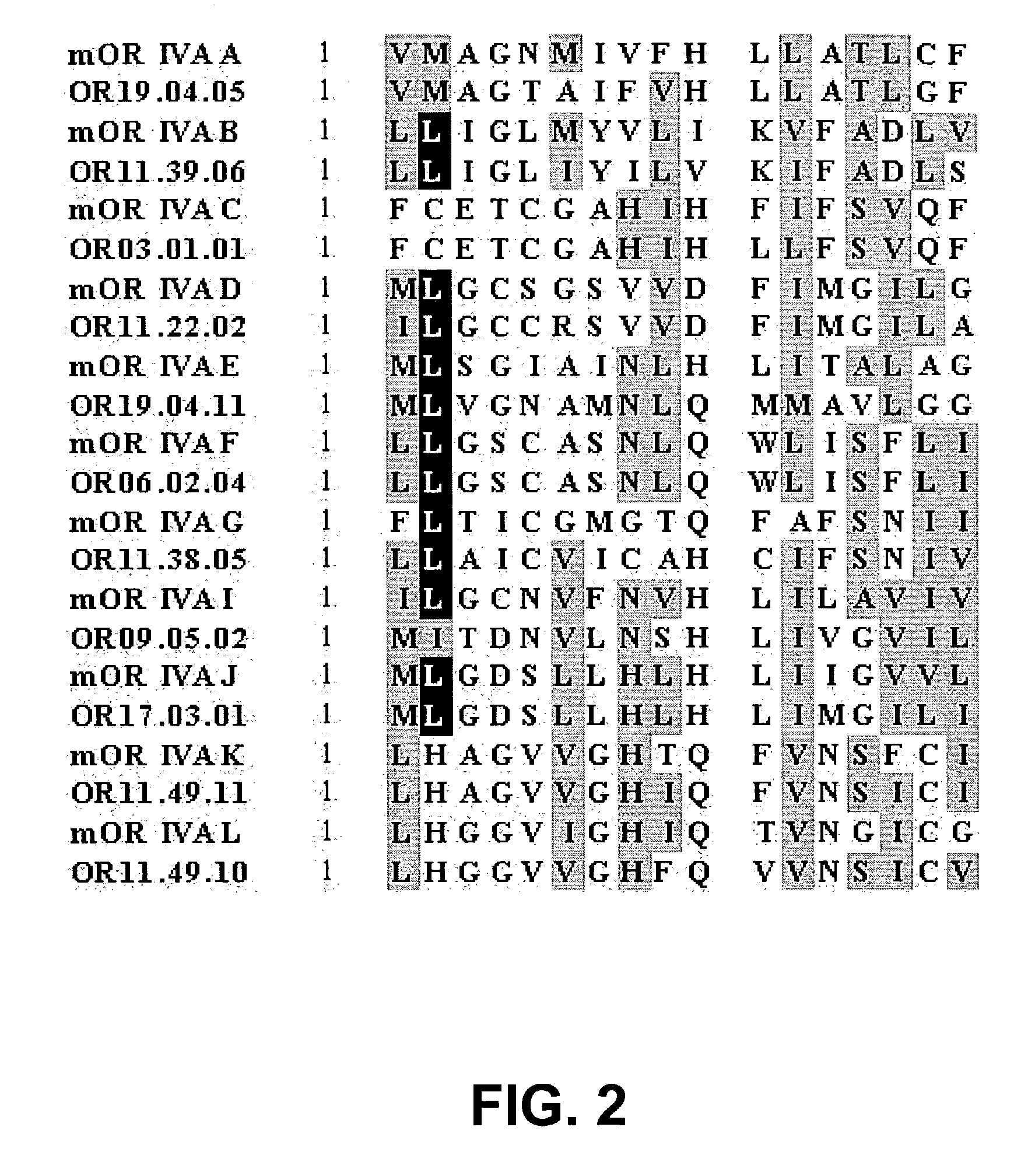 Olfactory receptors for isovaleric acid and related malodorants and use thereof in assays for identification of blockers of malodor