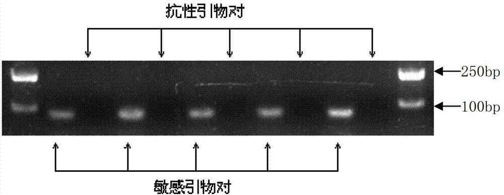 Method and special primer of method for fast identifying plutella xylostella ryanodine receptor gene mutation