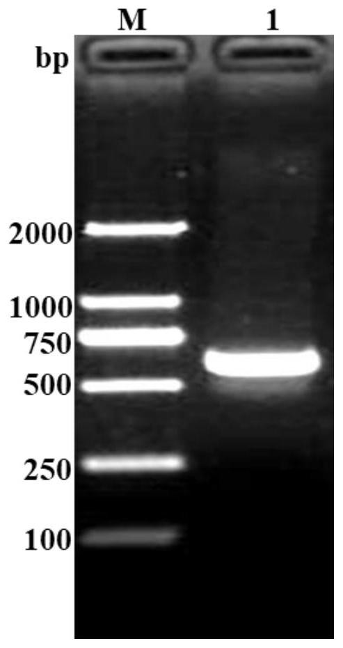 Porcine circovirus type 4 Cap protein monoclonal antibody as well as preparation method and application thereof