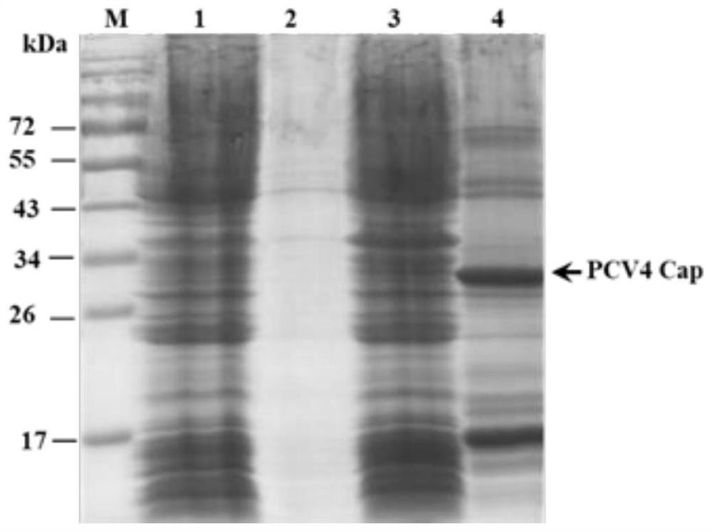 Porcine circovirus type 4 Cap protein monoclonal antibody as well as preparation method and application thereof