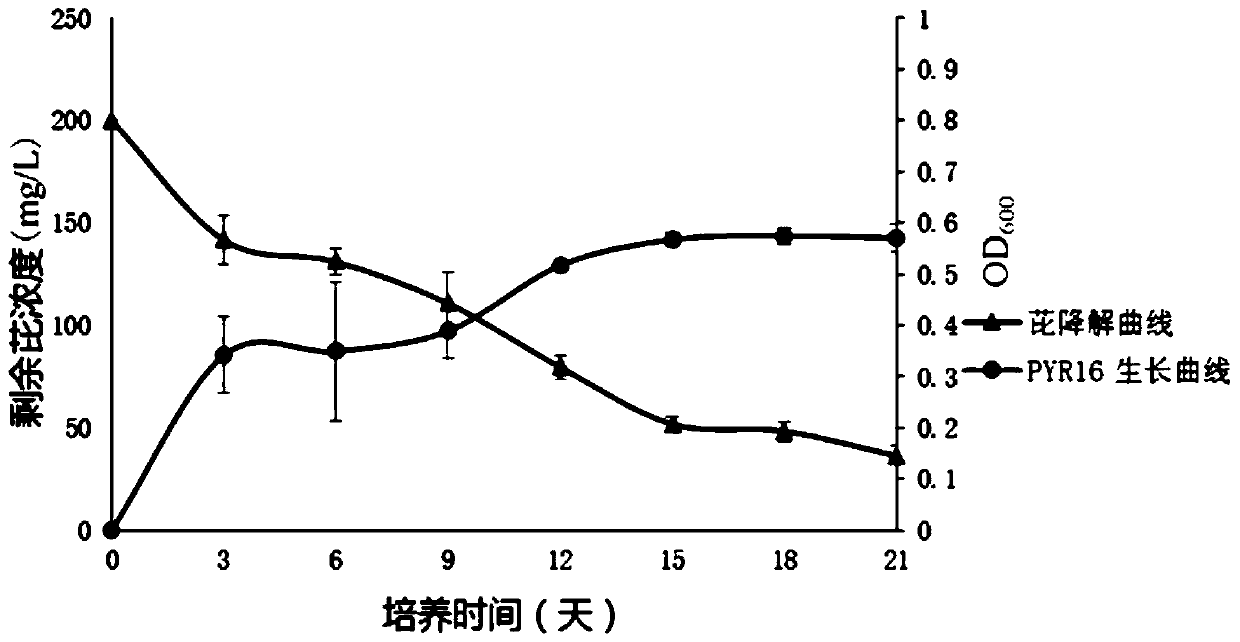 A strain of Pantoea degrading polycyclic aromatic hydrocarbons organic pollutants