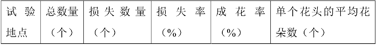 Method for flower forcing and storage of narcissus tazetta var chinensis balls