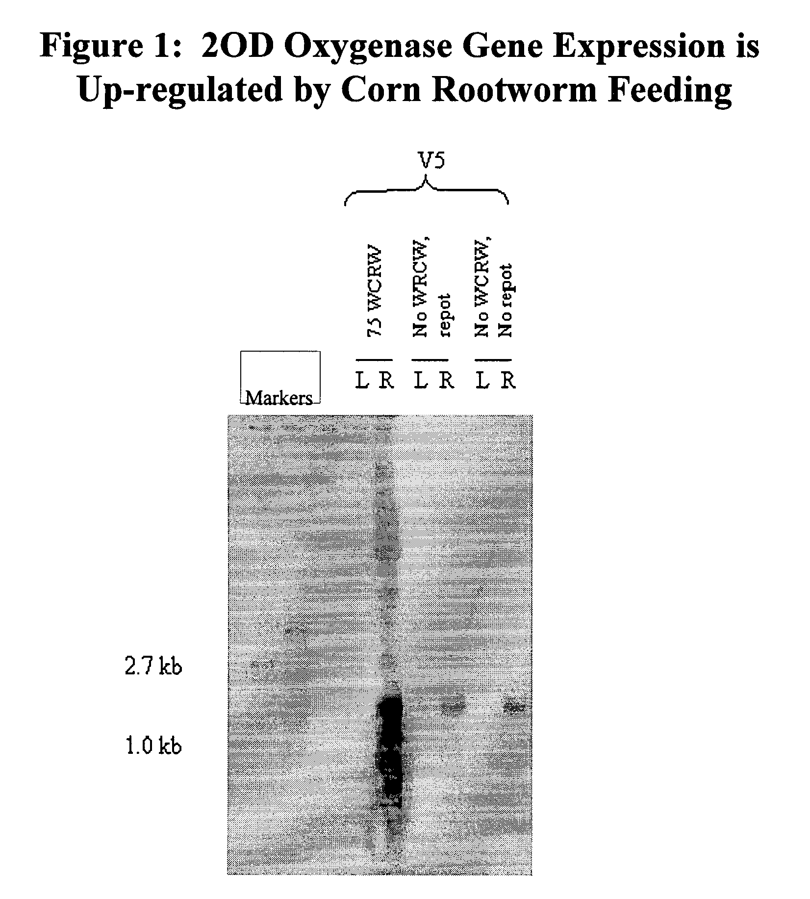 Root-preferred, wound- and insect-inducible 2-oxoglutarate-dependent oxygenase promoter from maize and its use