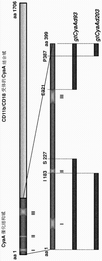 HPV/CYAA-based chimeric proteins and their uses in the induction of immune responses against HPV infection and HPV-induced disorders