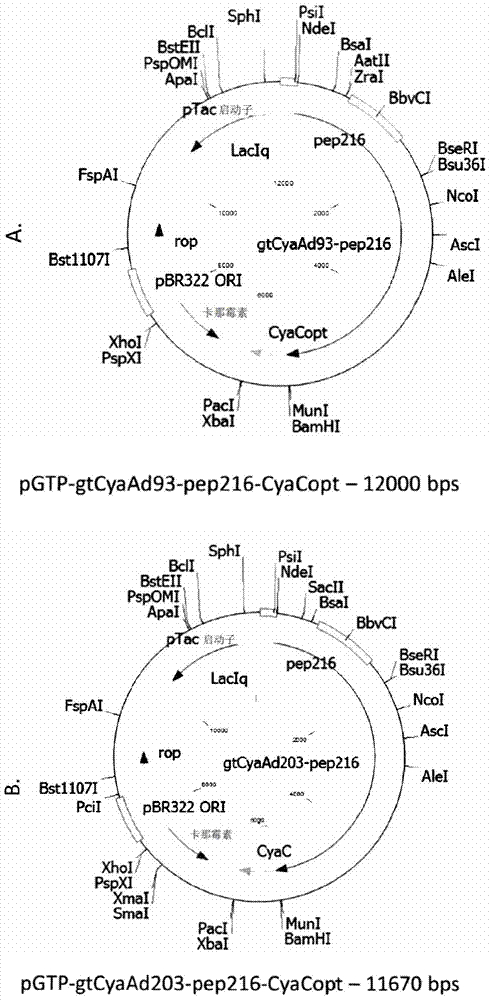 HPV/CYAA-based chimeric proteins and their uses in the induction of immune responses against HPV infection and HPV-induced disorders