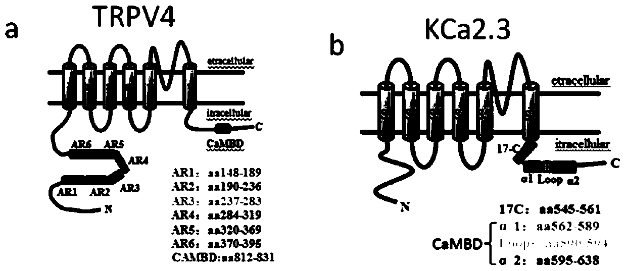 A compound that enhances the coupling degree of trpv4-kca2.3 complex and its application in antihypertensive