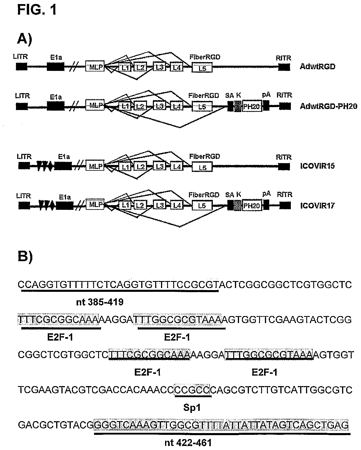 Oncolytic adenoviruses for treating cancer