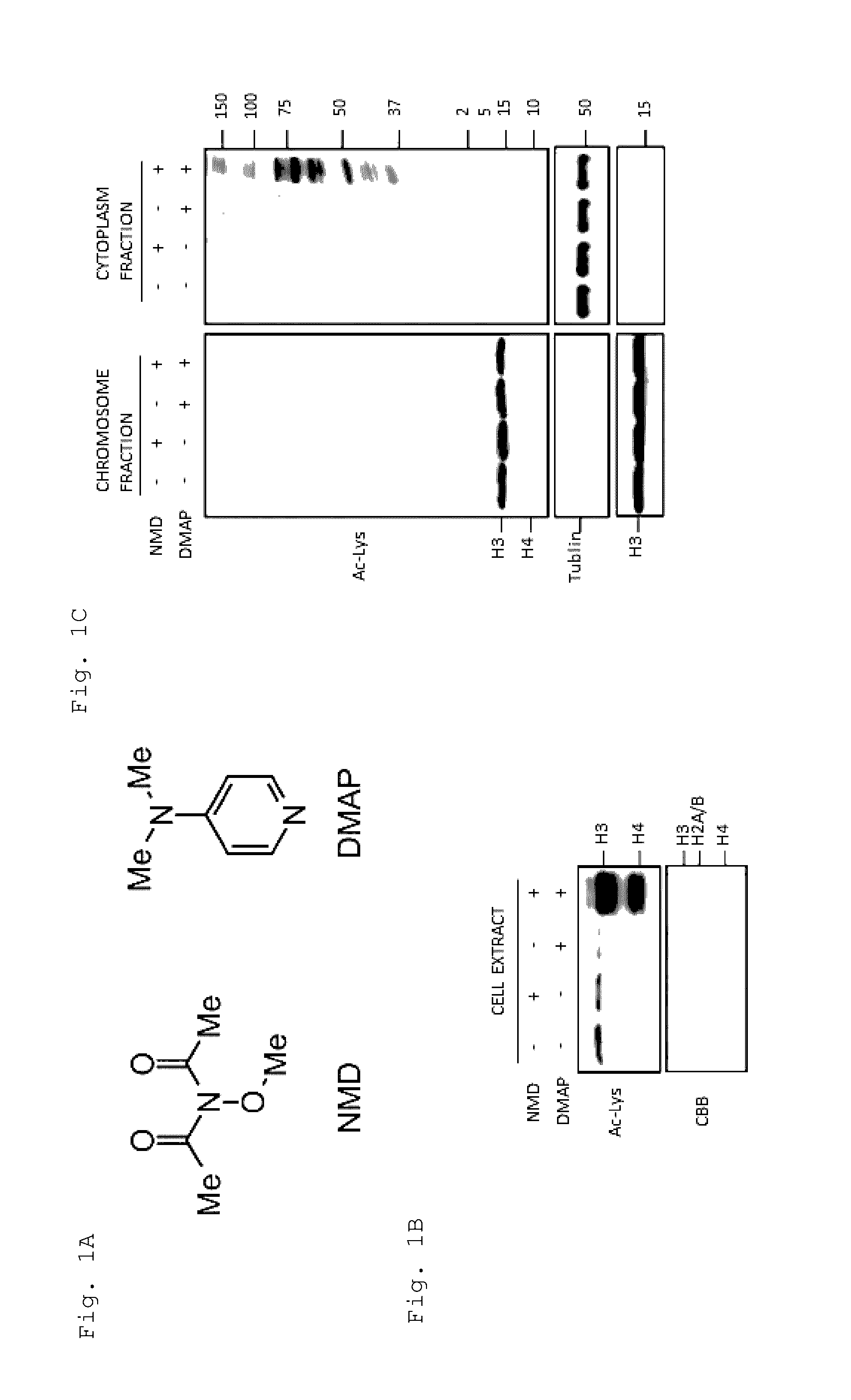 Artificial catalyst system substitutable for in vivo acylation function