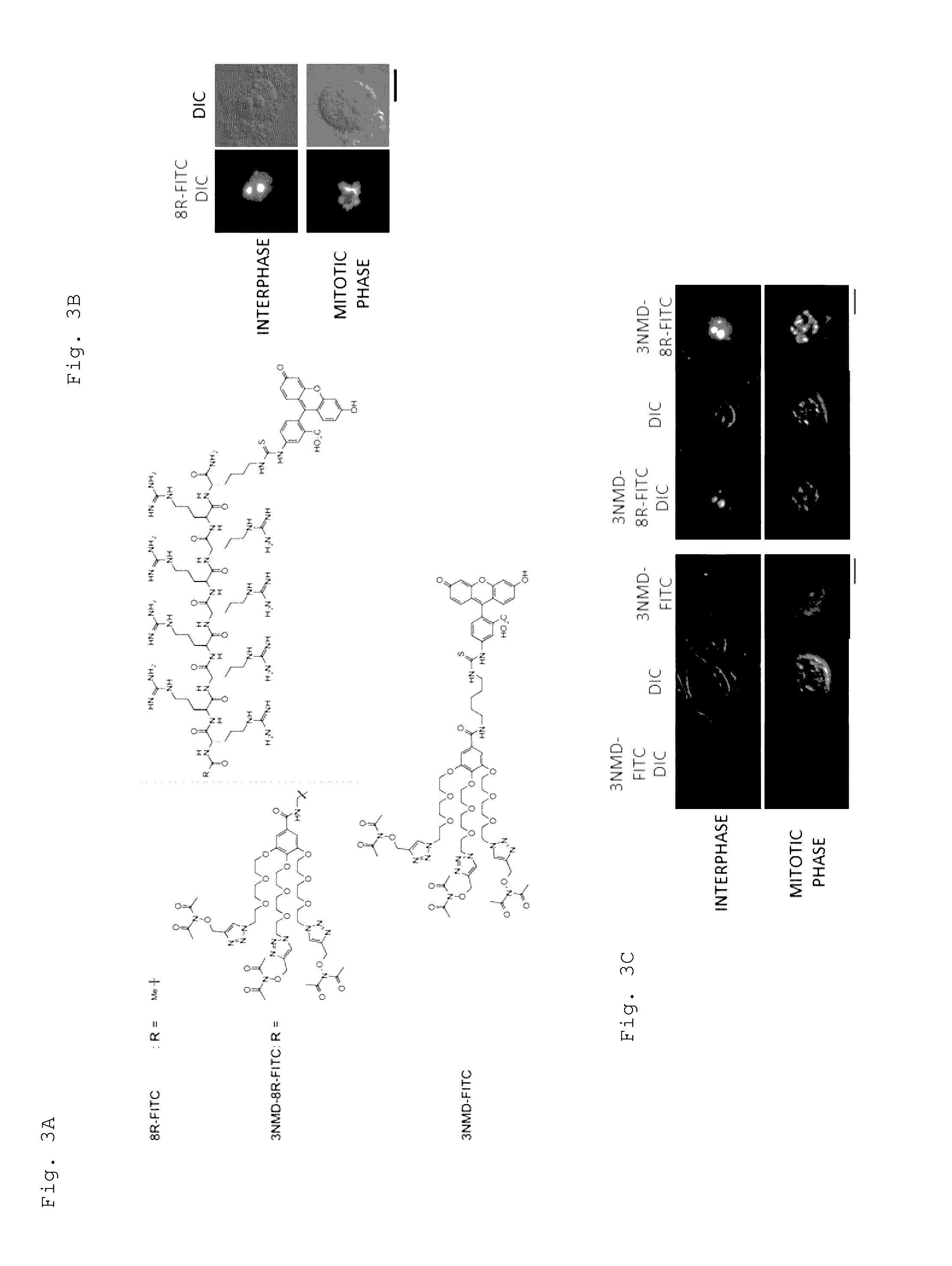 Artificial catalyst system substitutable for in vivo acylation function