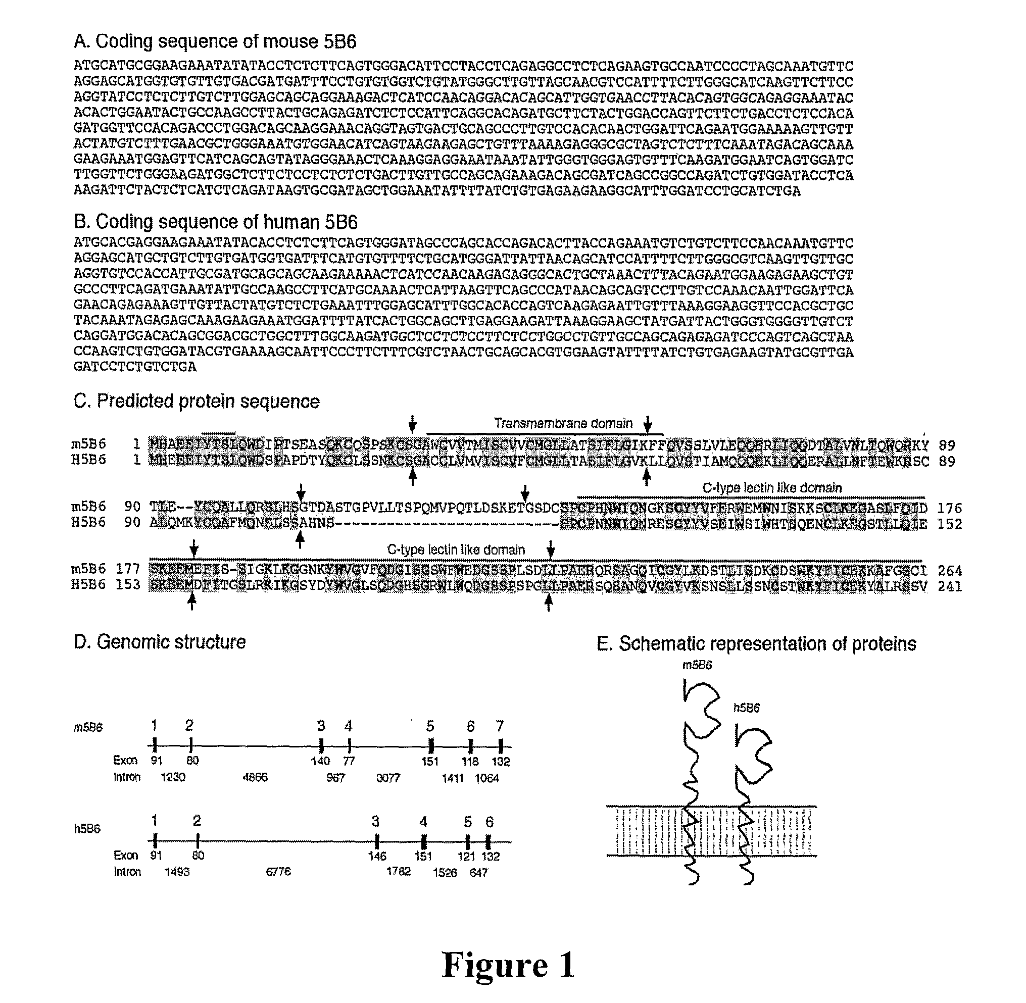 Dendritic Cell Marker and Uses Thereof