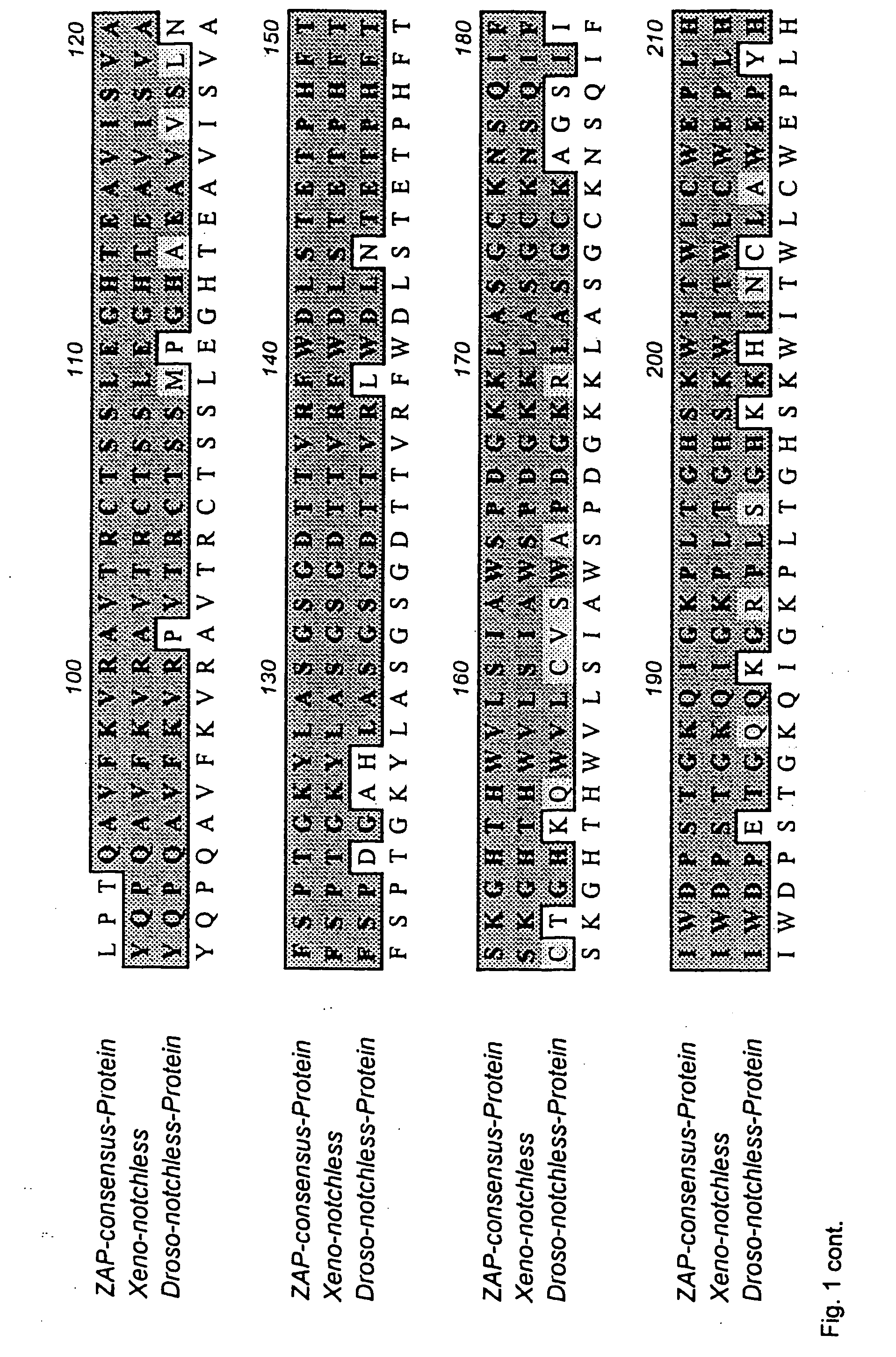 Novel genes TZap7/A, TZap7/B and TZap7 involved in T cell activation and uses thereof