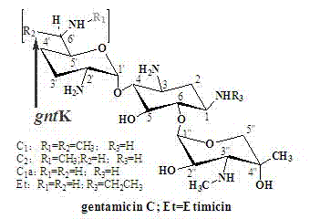 Engineering bacteria for producing gentamicin C1a and application thereof