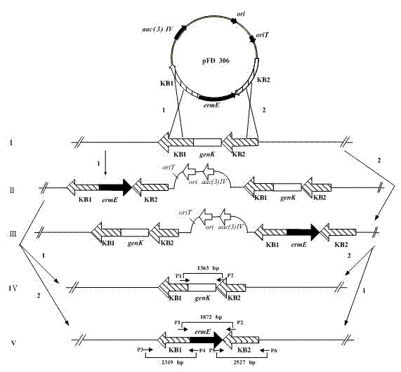 Engineering bacteria for producing gentamicin C1a and application thereof