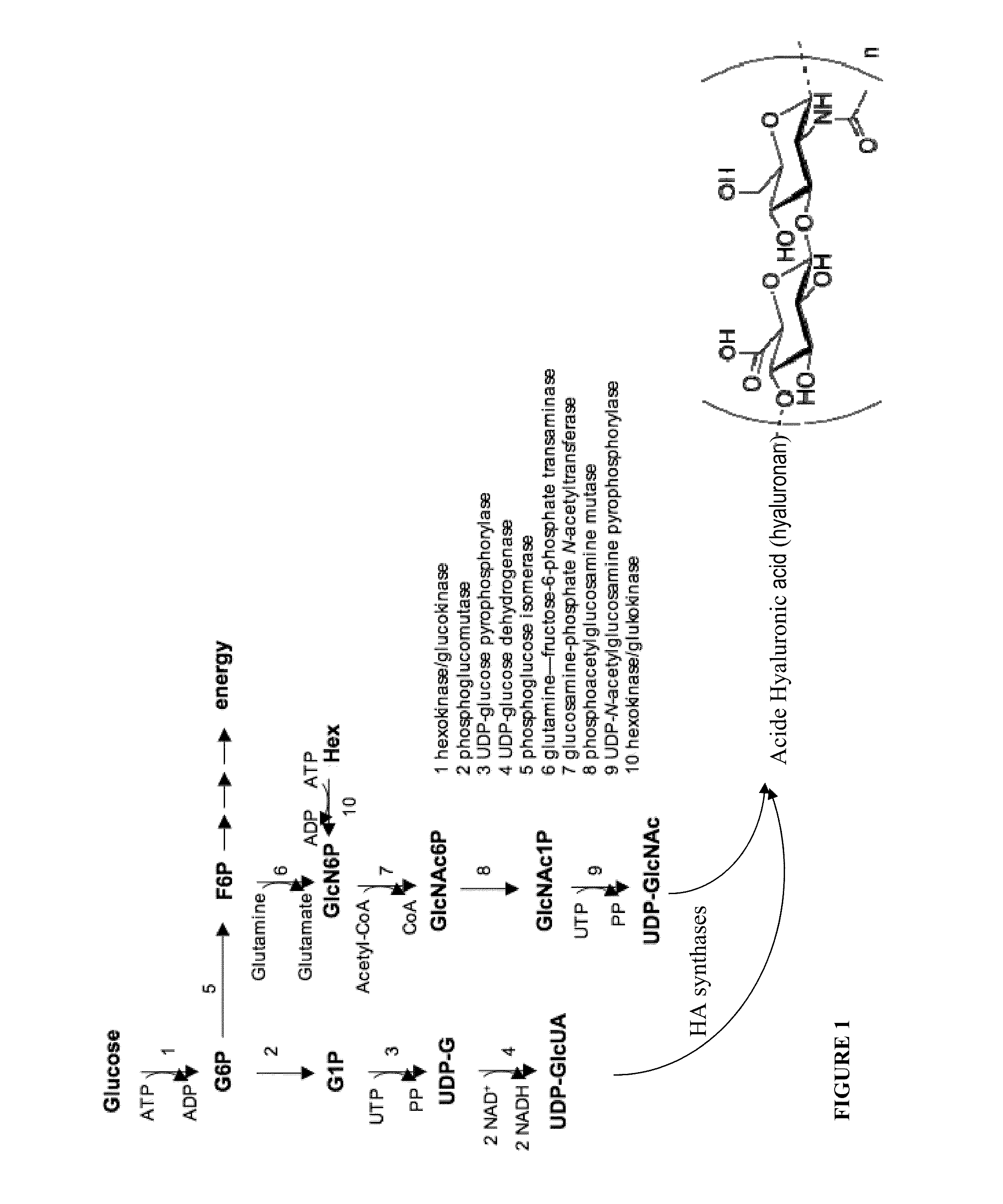 Cosmetic and Pharmaceutical Composition Comprising N-Acetylglucosamine-6-Phosphate