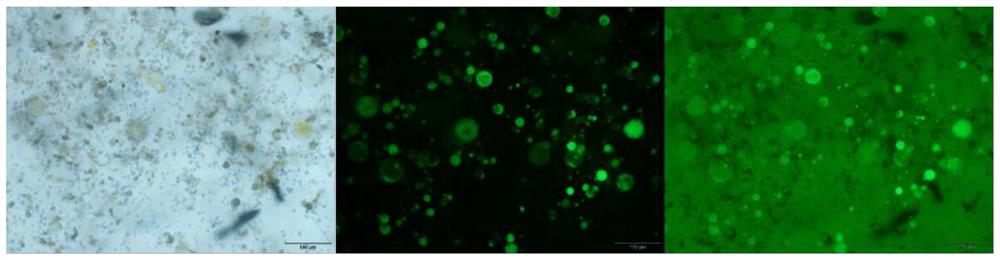 Kiwi fruit protoplast extracting solution, kiwi fruit protoplast as well as preparation method and application of kiwi fruit protoplast