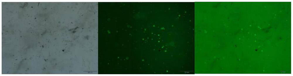 Kiwi fruit protoplast extracting solution, kiwi fruit protoplast as well as preparation method and application of kiwi fruit protoplast