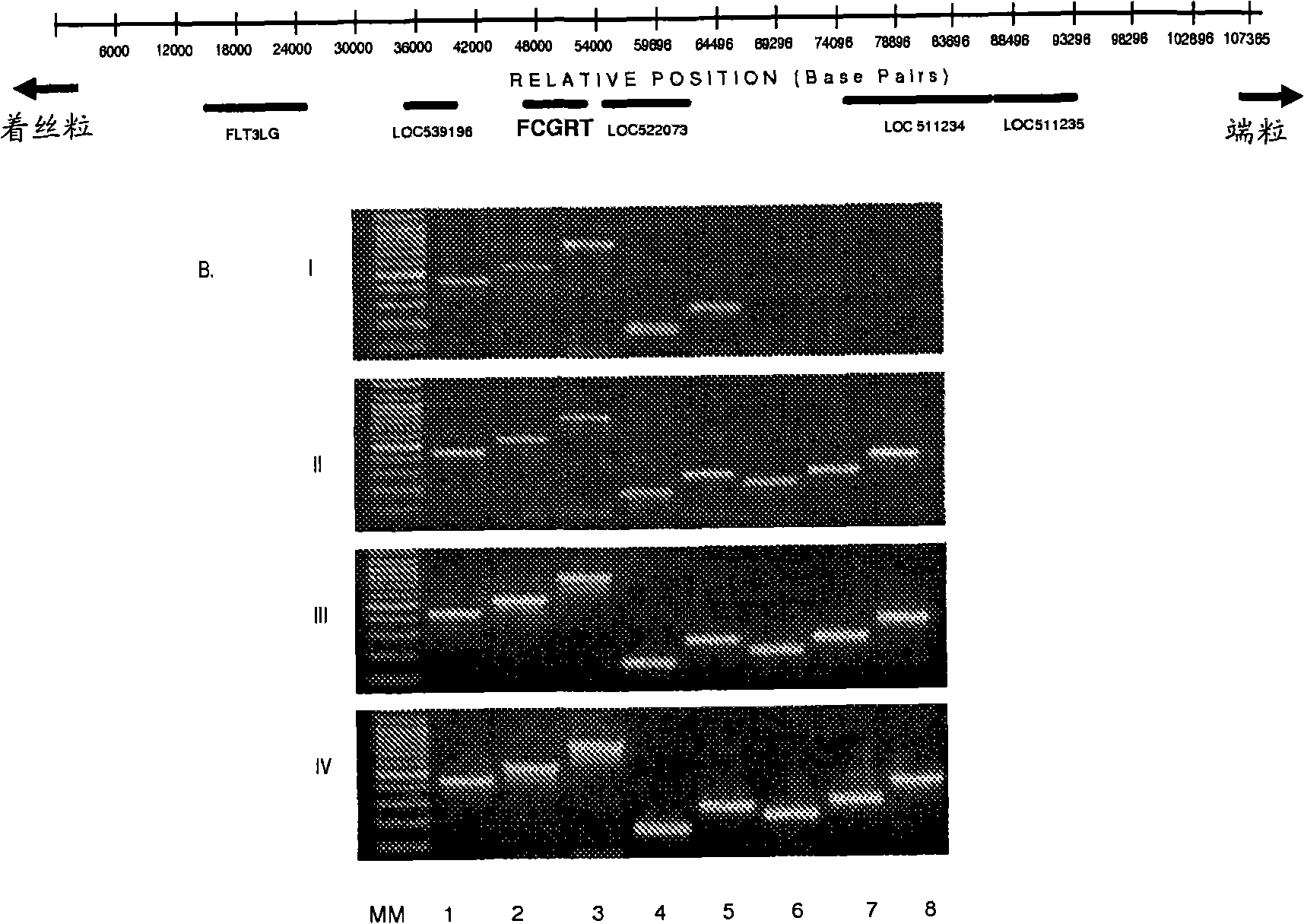 Transgenic animal with enhanced immune response and method for the preparation thereof