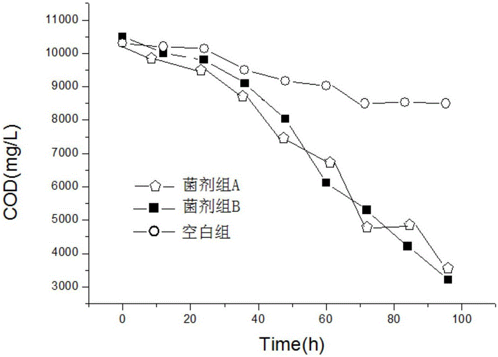 Composite bacterium and application thereof to treatment of garlic processing wastewater