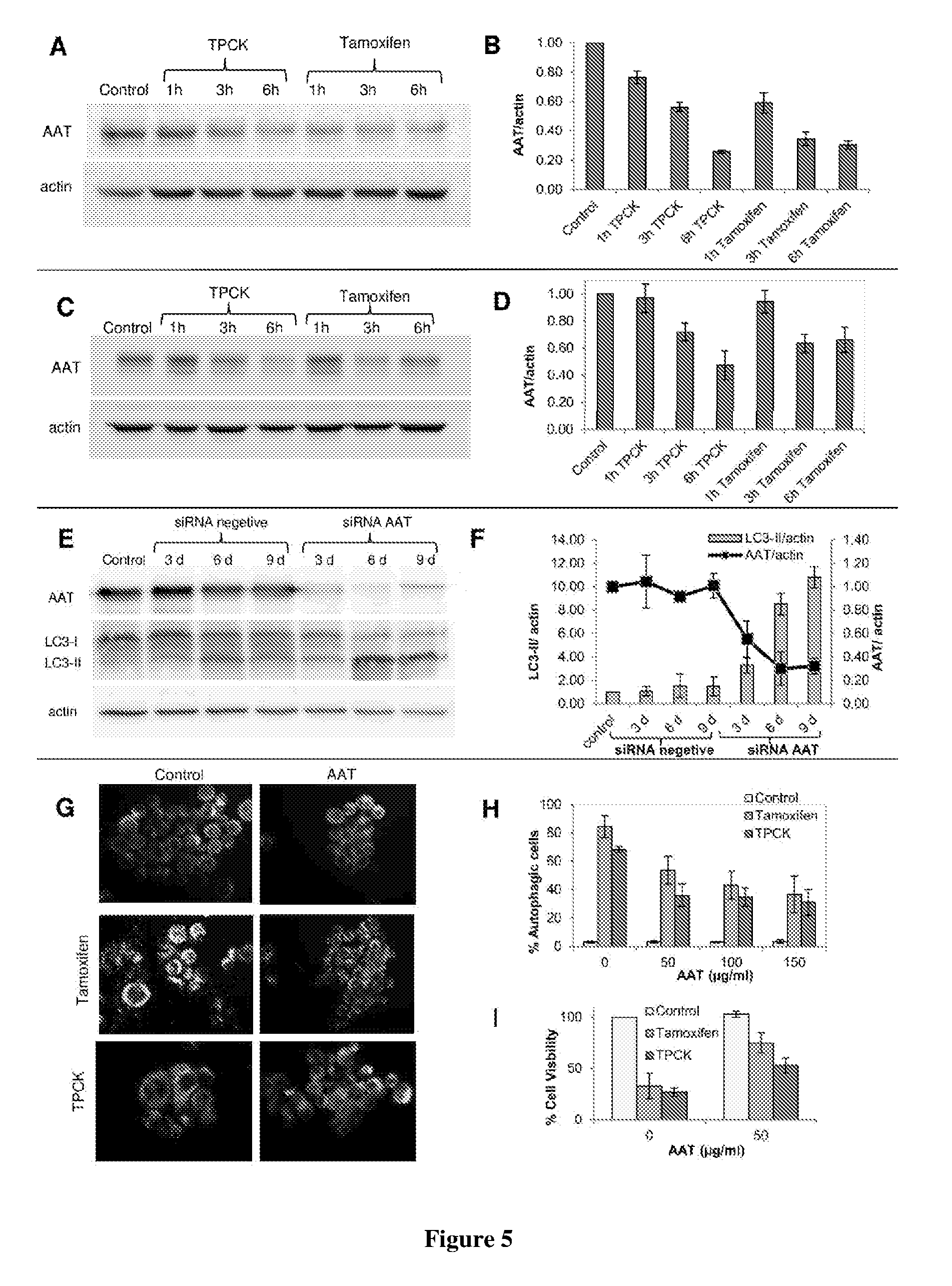 Compositions and methods for modulating autophagic cell death