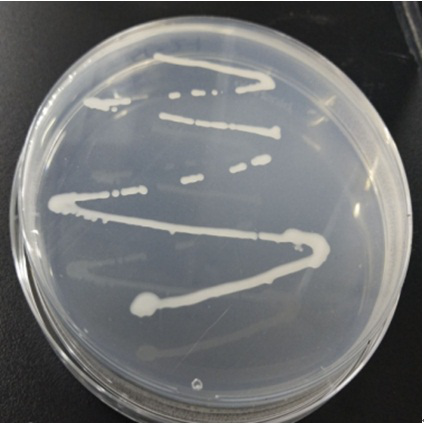 Potassium-dissolving growth-promoting Burkholderia pyrrocinia and microbial inoculum and application of Burkholderia pyrrocinia