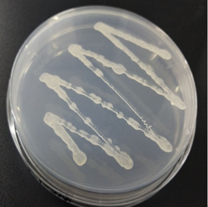 Potassium-dissolving growth-promoting Burkholderia pyrrocinia and microbial inoculum and application of Burkholderia pyrrocinia