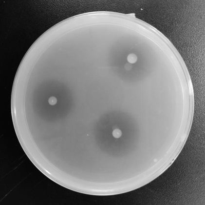 Potassium-dissolving growth-promoting Burkholderia pyrrocinia and microbial inoculum and application of Burkholderia pyrrocinia