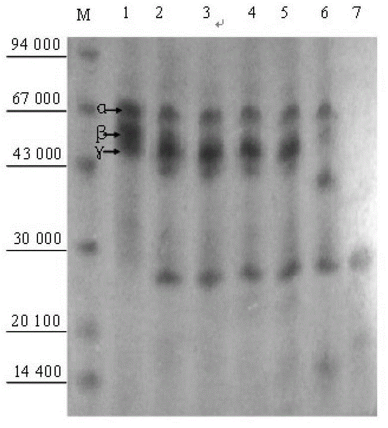 Gene sequence and amino acid sequence of snake venom plasmin of agkistrodon blomhoffii ussurensis