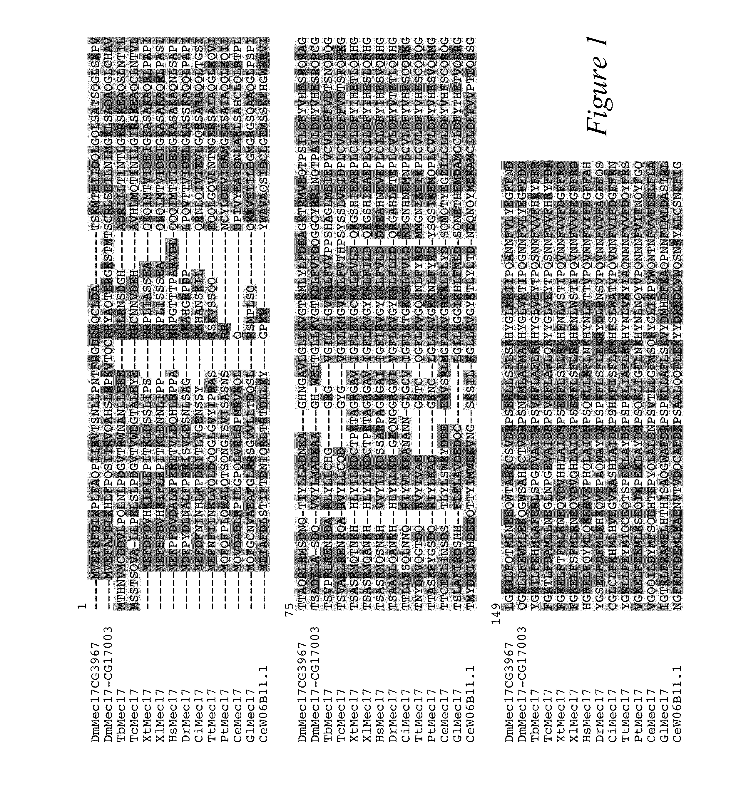 Alpha-tubulin acetyltransferase